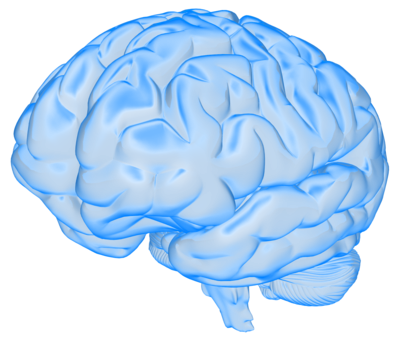 brain